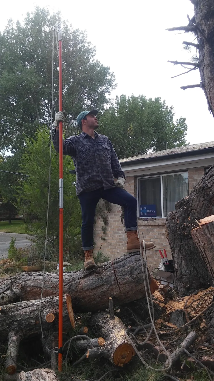 Devora crew member with a pole saw on a felled pine
